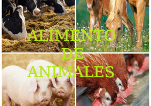 ALIMENTO DE ANIMALES
